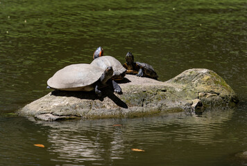 Fototapeta premium Turtles