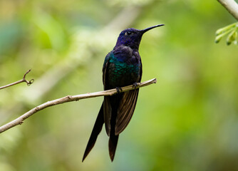  Violet hummingbird