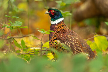 Close-up of a colourful, male, ring-necked pheasant in Autumn with orange and yellow leaves.  Facing left.  Scientific name: phasianus colchicus.  Horizontal.  Space for copy.