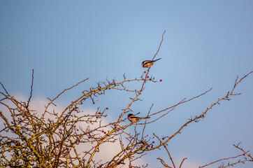 long-tailed tit (Aegithalos caudatus) perched amongst bare hawthorn branches in winter