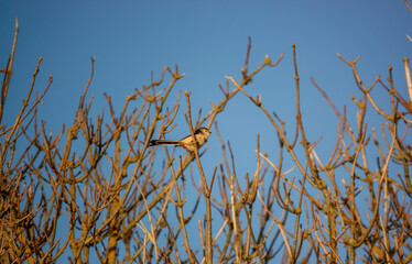 long-tailed tit (Aegithalos caudatus) perched amongst bare hawthorn branches in winter