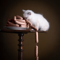 Portrait of a Burmese kitten cat or sacret cat of Burma sitting on a table stealing sausages in a stillife setting