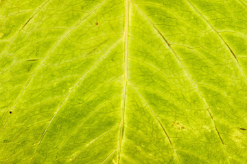 Obraz premium Macro detail of the green leaf of a hydrangea plant