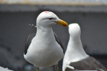 sea bird , ocean pacific , Talcahuano , Chile