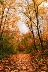 Obraz premium Herbstweg 