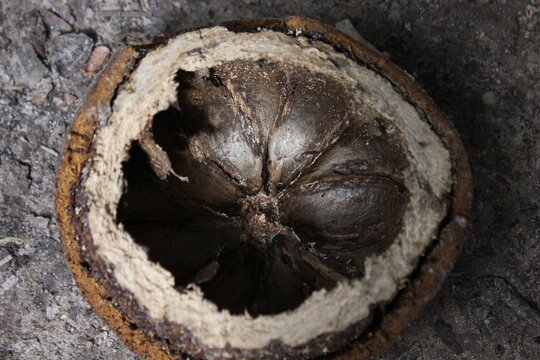 Paranuss Kapselfrucht