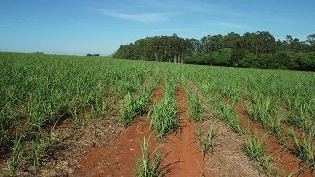 Cane field in Brazil, drone calmly flying over a new cane field in a small town in Brazil. 4k, scene with drone.