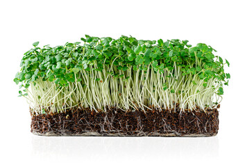 Growing micro greens arugula sprouts with potted soil isolated on white background. Clipping path