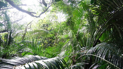 自然保全、ジャングル風景