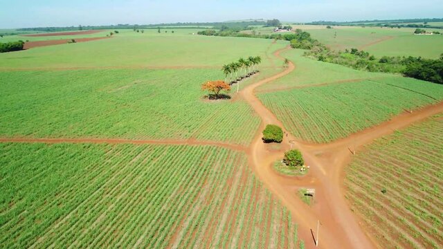 Cane field in Brazil, drone calmly flying over a new cane field in a small town in Brazil. 4k, scene with drone.