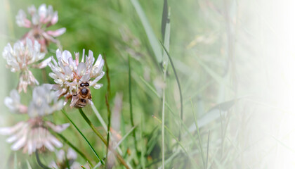 A bee on a clover flower. White wildflower. Insect on a meadow flower.