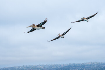 Three pelicans flying over Long Beach, CA, USA