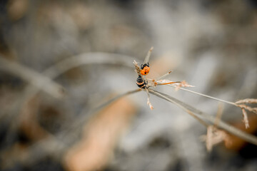 spider on a leaf
