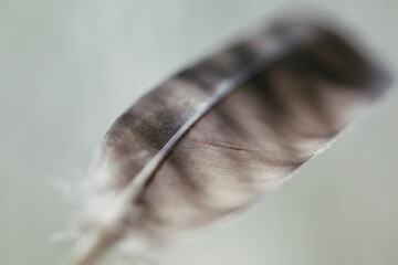 feather on black background