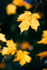 Autumn colors of golden yellow maple leaves
