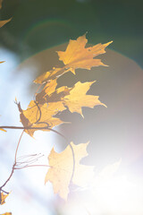 Selective focus and lens flares frame golden yellow maple leaves as they change color in the autumn