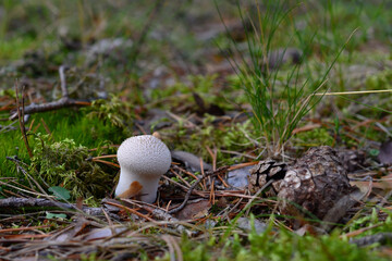 Young puffball mushroom with tender thorns on forest soil with moss and cones in the yellowish light of the evening sun.