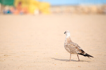 European herring gull