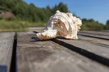 A large seashell lies on a wooden pier in summer