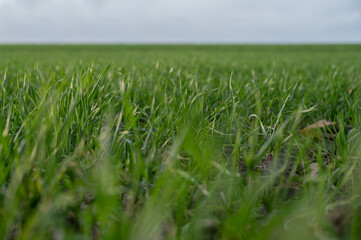 Green sprout of winter wheat on an agricultural field in late autumn, deep perspective, copy space, selected focus, very narrow depth of field