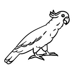 Cockatoo parrot in doodle style. Isolated vector.
