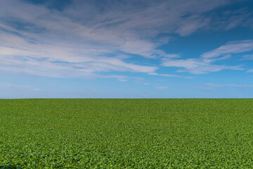 Green Field with Perfect Blue Sky and light cloud, England
