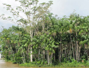 Palm trees Amazonas