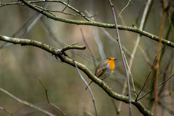 european robin sitting on a branch in the forest