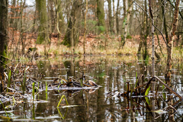Moorland under water i a forest in Germany