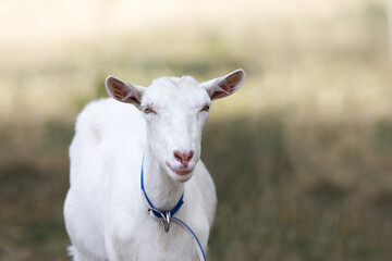 A white goat standing on the pasture, and looking into the front of the farm 