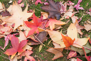 Naklejka na ściany i meble Close up of yellow and red maple leaves on the grass. Retiro Park, Madrid