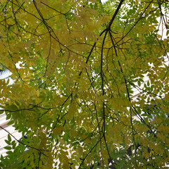 Beautiful natural pattern. Tree branches with yellow and green leaves seen from below. Autumn in Madrid.