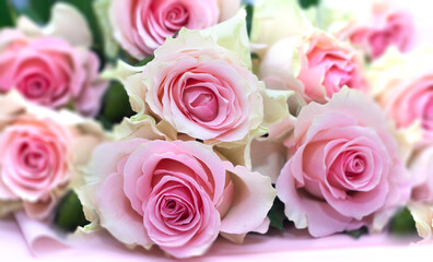 Pink roses are close. Macro photography.