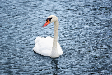 White swan on the pond. Autumn and swans.