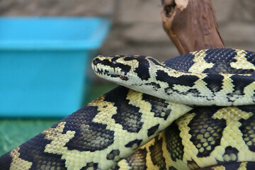 Cheyney's carpet python (Morelia Spilota Cheynei) in a terrarium 
