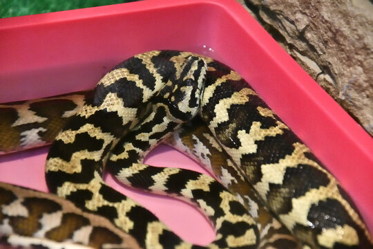Cheyney's carpet python (Morelia Spilota Cheynei) in a terrarium 