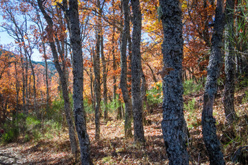 hayedo tejera negra, parque natural, guadalajara , cantalojas, otoñal, paisaje, naturaleza, montaña, caer, árbol, bosque, cielo, amarilla, cerro, variopinto, anaranjada, verde, impresiones, panorama, 