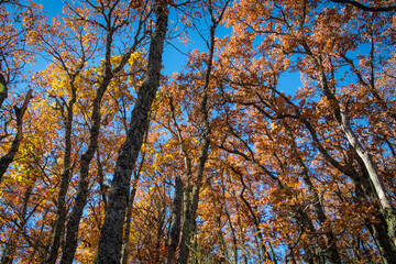 hayedo tejera negra, parque natural, guadalajara , cantalojas, otoñal, paisaje, naturaleza, montaña, caer, árbol, bosque, cielo, amarilla, cerro, variopinto, anaranjada, verde, impresiones, panorama, 