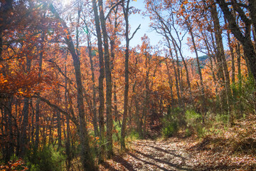 hayedo tejera negra, parque natural, guadalajara , cantalojas, otoñal, paisaje, naturaleza, montaña, caer, árbol, bosque, cielo, amarilla, cerro, variopinto, anaranjada, verde, impresiones, panorama, 