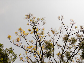 Schizolobium parahyba called Guapuruvu against sky in urban park. Guapuruvu means canoe-making trunk. Tree used in reforestation and for the construction of artisanal canoes on the Brazilian coast.
