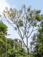 Schizolobium parahyba called Guapuruvu against sky in urban park. Guapuruvu means canoe-making trunk. Tree used in reforestation and for the construction of artisanal canoes on the Brazilian coast.