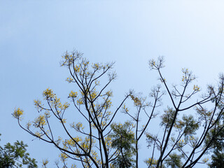 Schizolobium parahyba called Guapuruvu against sky in urban park. Guapuruvu means canoe-making trunk. Tree used in reforestation and for the construction of artisanal canoes on the Brazilian coast.