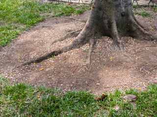 Trunk texture. Schizolobium parahyba called Guapuruvu in urban park. Guapuruvu means canoe-making trunk. Tree used in reforestation and for the construction of artisanal canoes on the Brazilian coast.