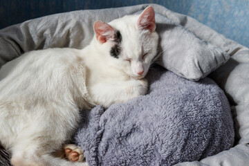 White cat lying in his soft cozy cat bed