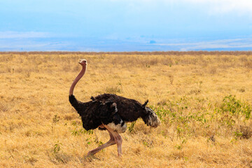 Male ostrich (Struthio camelus) in savanna in Ngorongoro Crater National park in Tanzania. Wildlife of Africa