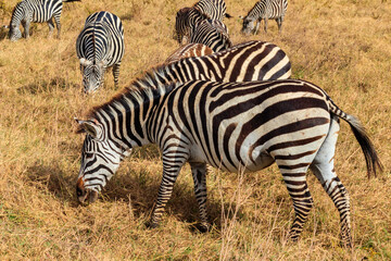 Fototapeta na wymiar Herd of zebras in savanna in Ngorongoro Crater National park in Tanzania. Wildlife of Africa