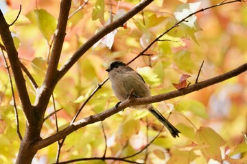 long tailed tit on the branch