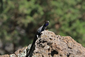 Sagebrush lizard in Central Oregon