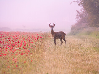 A roe deer pauses at the edge of a poppy field in the English countryside. Behind, a rising mist is turned pink by the emerging dawn