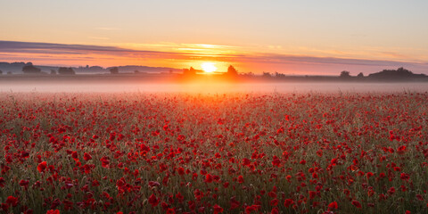 A field of English poppy flowers backlit by a rising sun and a mist turned golden orange by the...